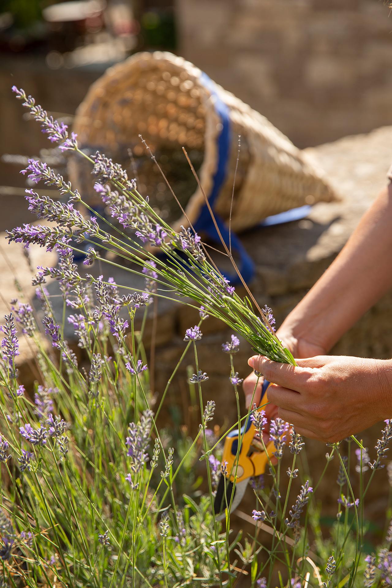 İda Blue rehberliğinde Kazdağları’nda endemik ve aromatik bitki yürüyüşü ile doğanın şifalı florasını keşfedin.