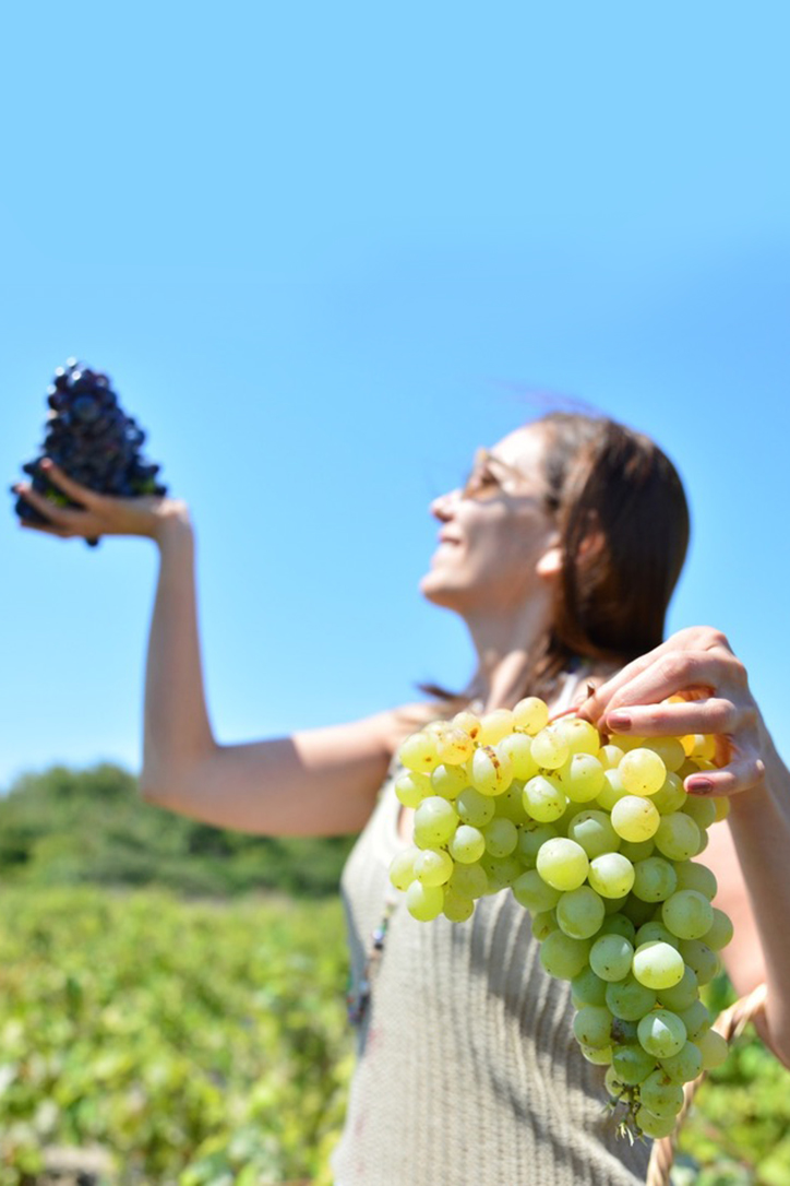 İda Blue’da Kazdağları’nın mevsimsel hasat etkinlikleriyle zeytin, lavanta ve üzüm toplamanın keyfini çıkarın; doğayla ve yerel kültürle bağ kurun.